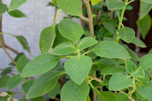 boldo leaves in a copacabana garden in rio de janeiro. - boldo imagens e fotografias de stock