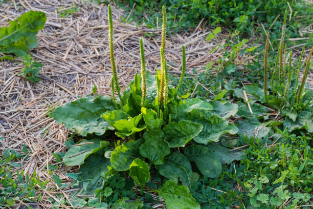 bush of broadleaf plantain with spikes on stems, close-up - plantain imagens e fotografias de stock