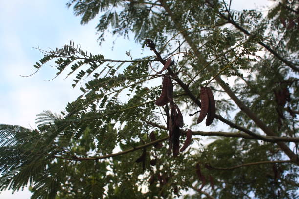 detail of glossy brown pods on a branch of bipinnate compound leaves of the species stryphnodendron polyphyllum in paraty, brazil. - stryphnodendron imagens e fotografias de stock