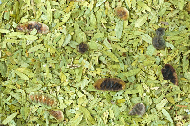 dried leaves and pods of senna to make tea to help relieve constipation - chá de sene imagens e fotografias de stock