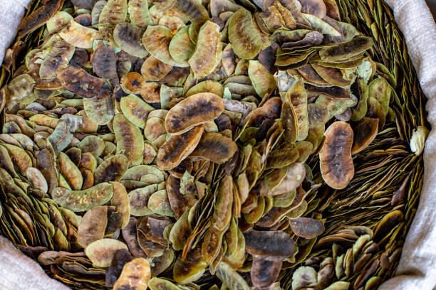 dried senna leaves, sinameki - chá de sene imagens e fotografias de stock