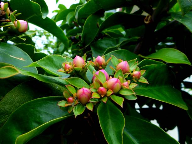 flowering plant ora pro nobis - pereskia aculeata - ora pro nobis imagens e fotografias de stock