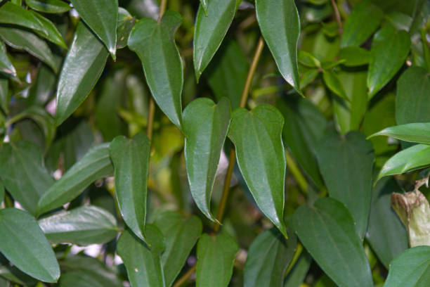 hedge of guaco leaves or witch's weed (mikania glomerata spreng) - guaco imagens e fotografias de stock