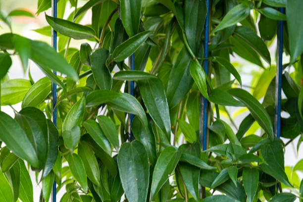 hedge of guaco leaves or witch's weed (mikania glomerata spreng) - guaco imagens e fotografias de stock