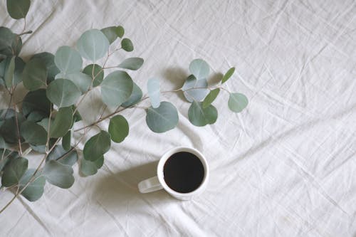 grátis Fotografia Plana De Caneca Branca Ao Lado De Plantas De Folhas Verdes Foto profissional