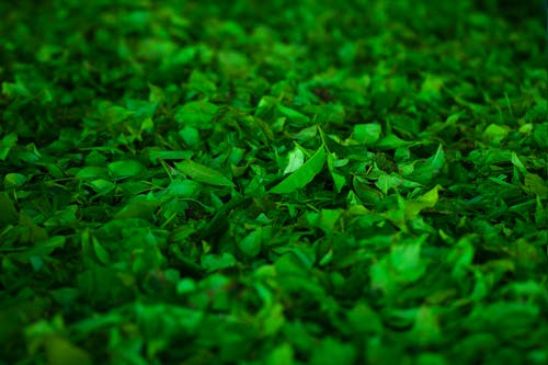 grátis Lote De Plantas Com Folhas Verdes Foto profissional