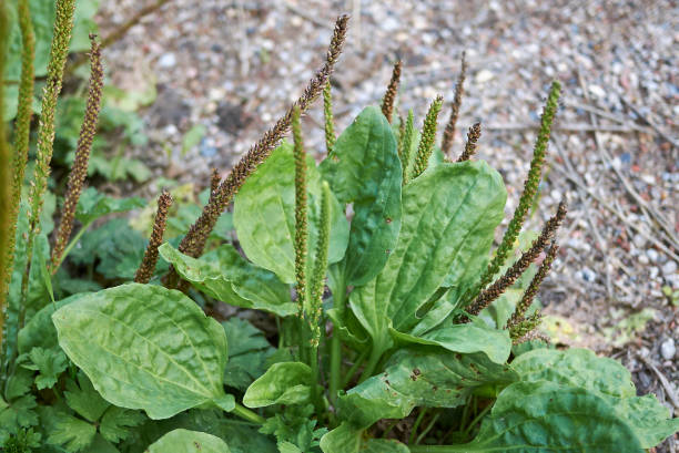 plantago major - plantain imagens e fotografias de stock