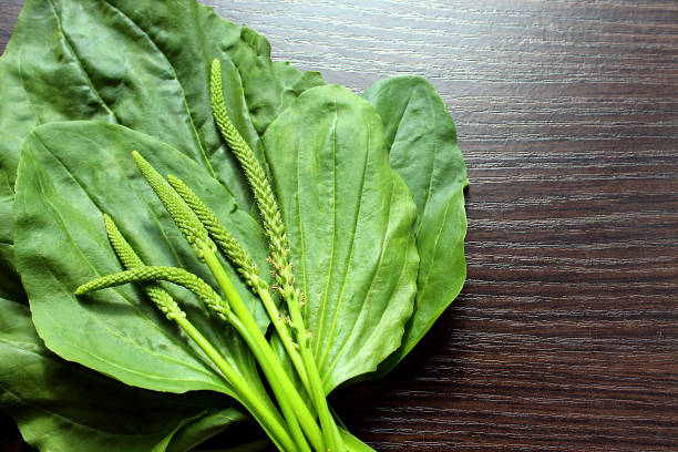 plantain plantain lies on the table - plantain imagens e fotografias de stock