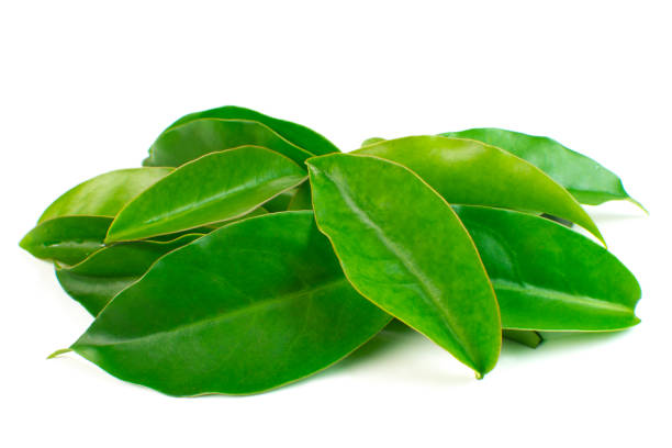 unusual edible plant pereskia aculeata, called in brazil as ora-pro-nóbis in white background close - ora pro nobis imagens e fotografias de stock