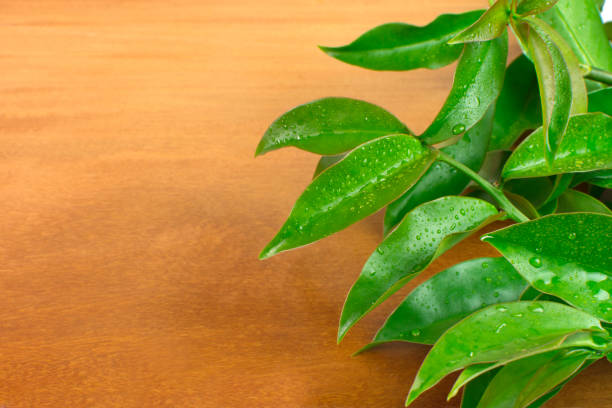 unusual edible plant pereskia aculeata, called in brazil as ora-pro-nóbis in wood background on the side of the frame - ora pro nobis imagens e fotografias de stock